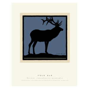 Tule Elk