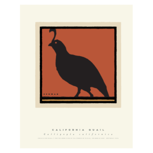 California Quail