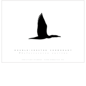 Double-crested Cormorant
