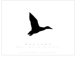Mallard