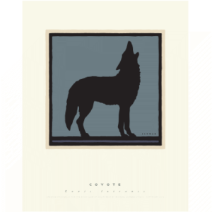 Coyote